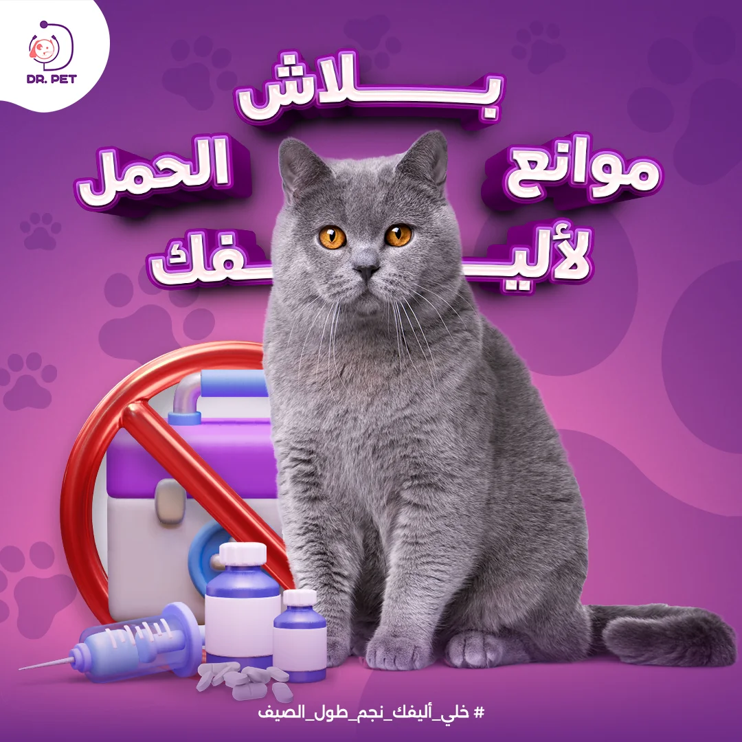 تصميم سوشيال ميديا وموشن جرافيك ثنائي الأبعاد