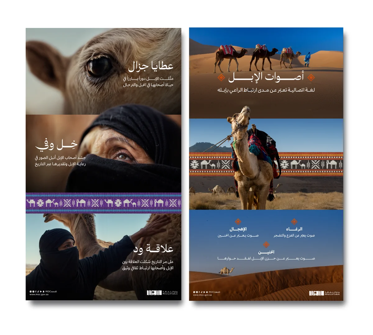 تصاميم عام الإبل 2024
